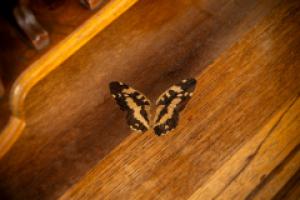 Emile Galle. Art Nouveau Walnut Writing Desk with Exceptional Inlaid Scenery - Thumbnail 20